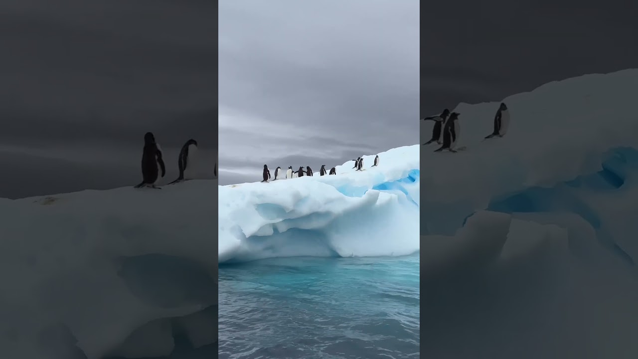 The Antarctic Ocean is one of the most productive marine ecosystems on Earth #Antarctica #OceanWeek
