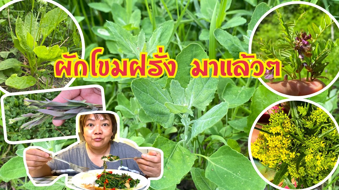 ผักโขมฝรั่ง (แสนอร่อย)💯มาแล้วๆ,ผักชีหอมฝรั่ง,คะน้าเข็ม,ดอกผักกาดสนิม, Svinmålla,14 มิถุนายน 2022
