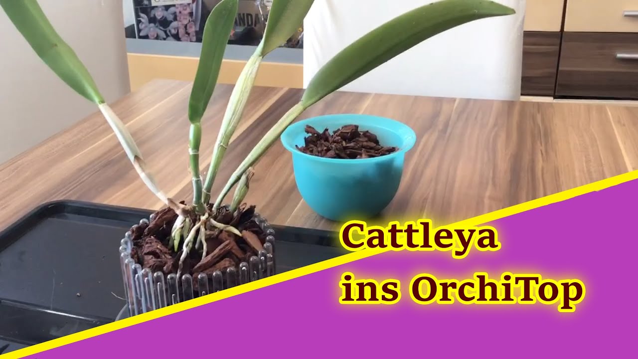 Ich topfe mit Dir eine Cattleya Orchidee in ein OrchiTop S!