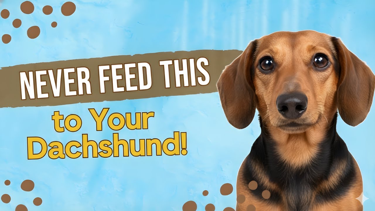 NEVER Feed These Foods to Your Dachshund! | Safe & Dangerous Dog Diet Tips