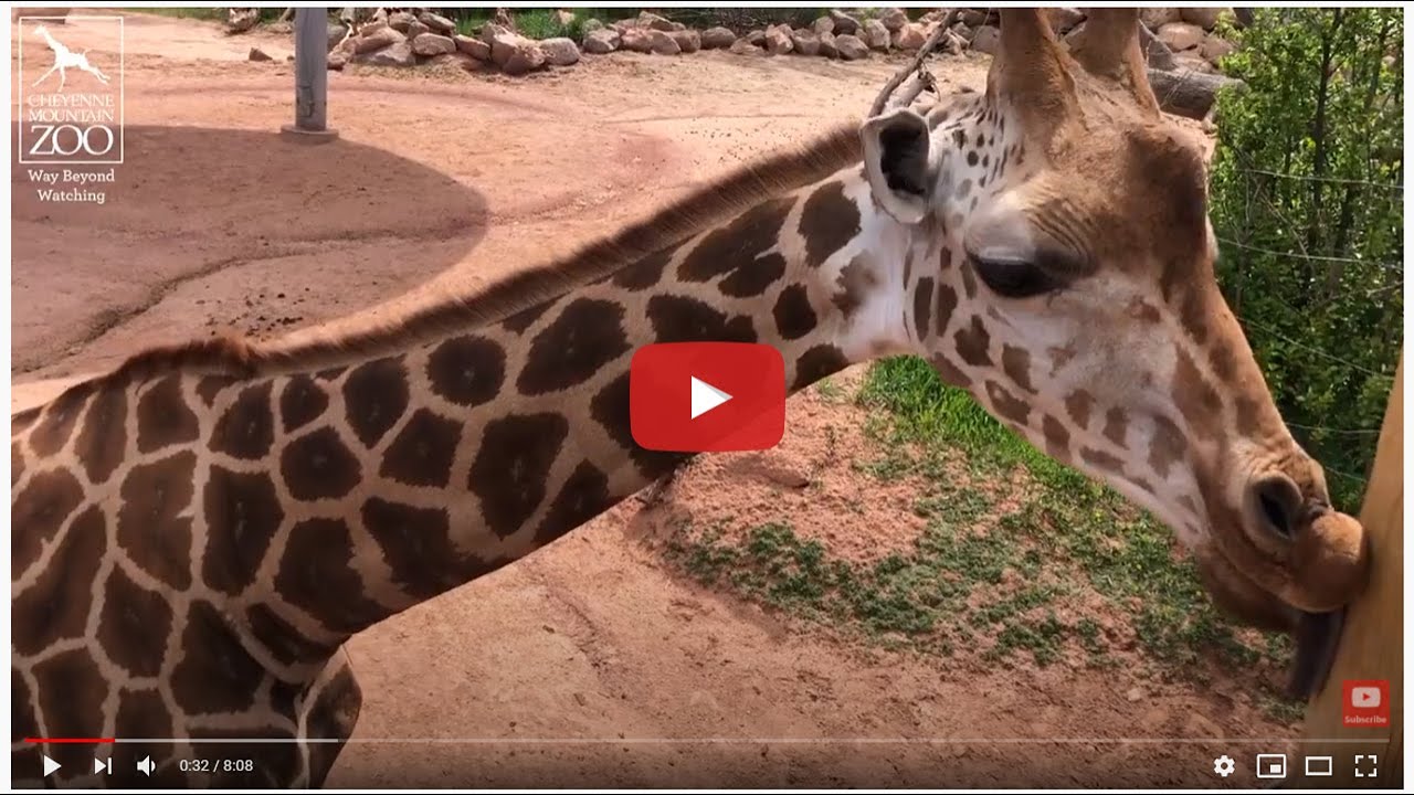 Giraffe Keepers Tell All About Ohe, Viv, BB and Panya - CMZoo's Four Giraffe Under Four Years Old