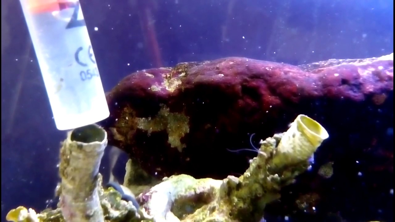 Feeding a tube worm
