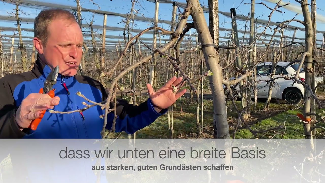 So klappts mit dem Baumschnitt