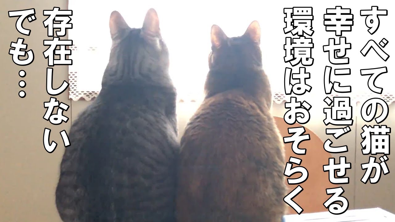 【保護猫・老猫】長女猫あずきの幸せを願って対面ケージを作ってみた。すると&hellip;