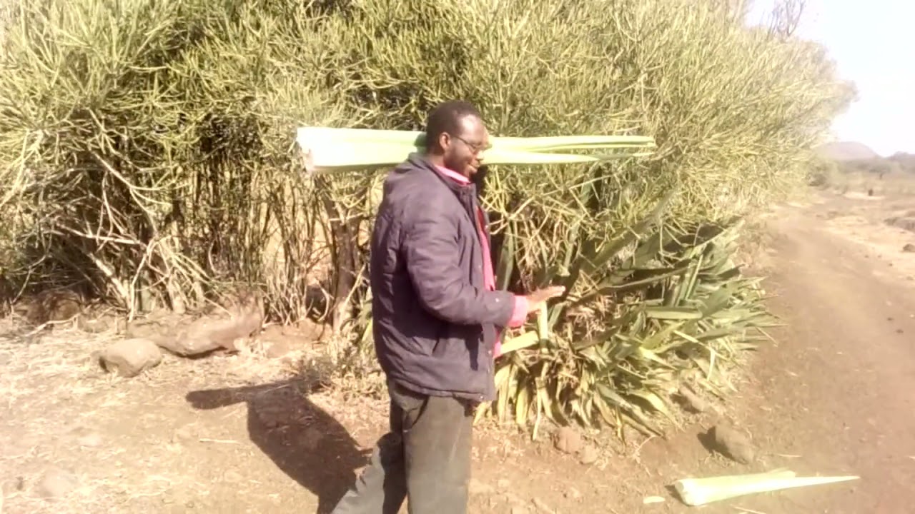 PREPARING SISAL LEAVES FOR FIBRE EXTRACTION.