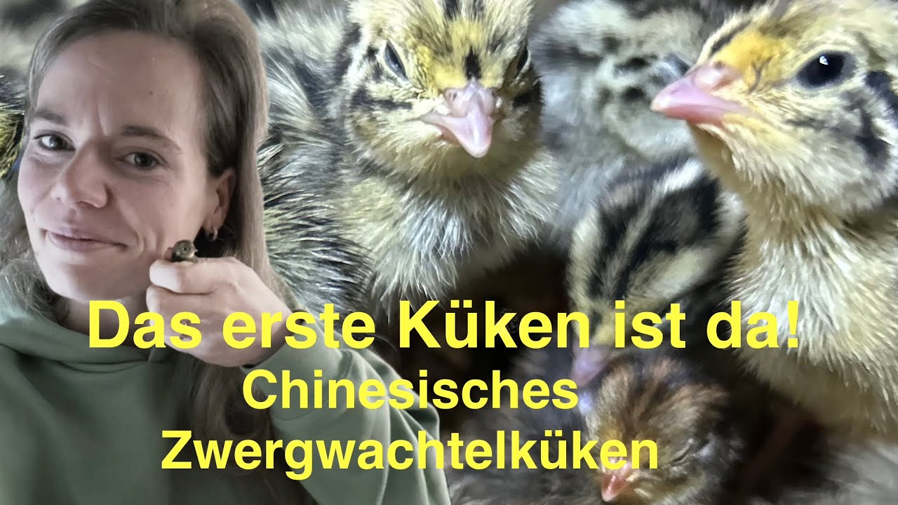 Erstes Küken ist da! 🐥 Zwergwachtelküken | Chinesische Zwergwachteln | Kükenschlupf | Wachtelhaltung