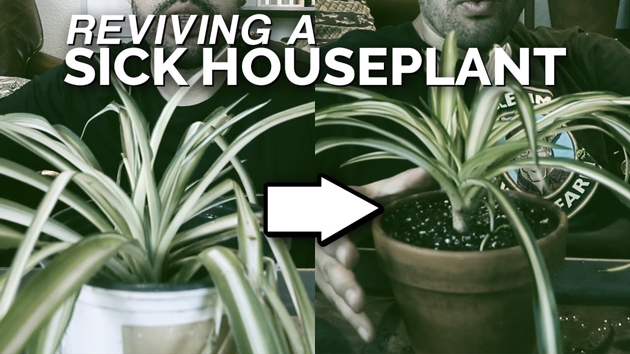 House Plant Rescue: Saving a Spider Plant From Death 🕷️🌱