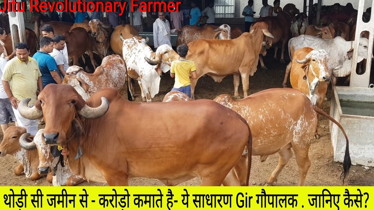 👍GIR COW Farmer- Unique Concept -@Gondal @Rajkot, @Gujarat👍. (8979892588).