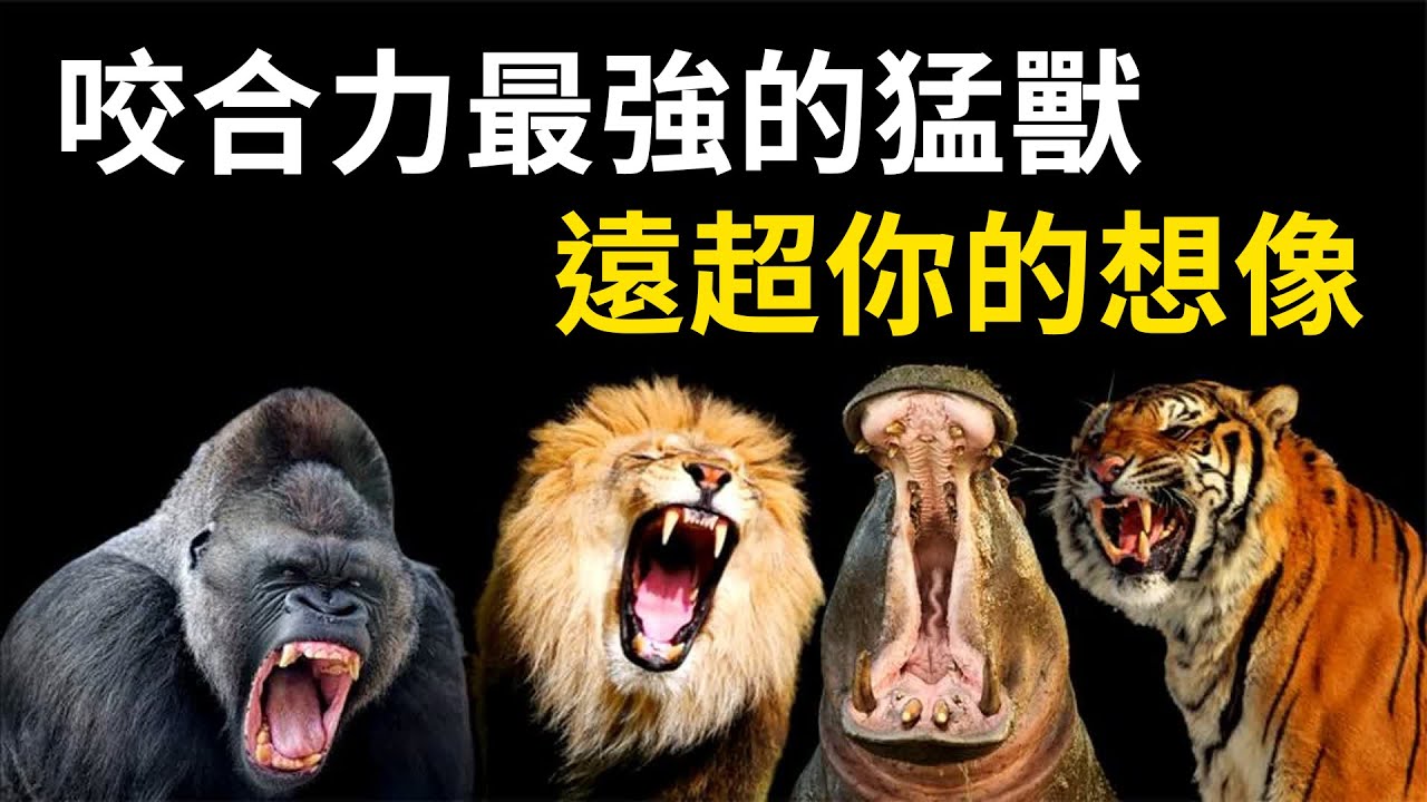 十大咬合力最強的猛獸，兇猛程度，遠超你的想像！