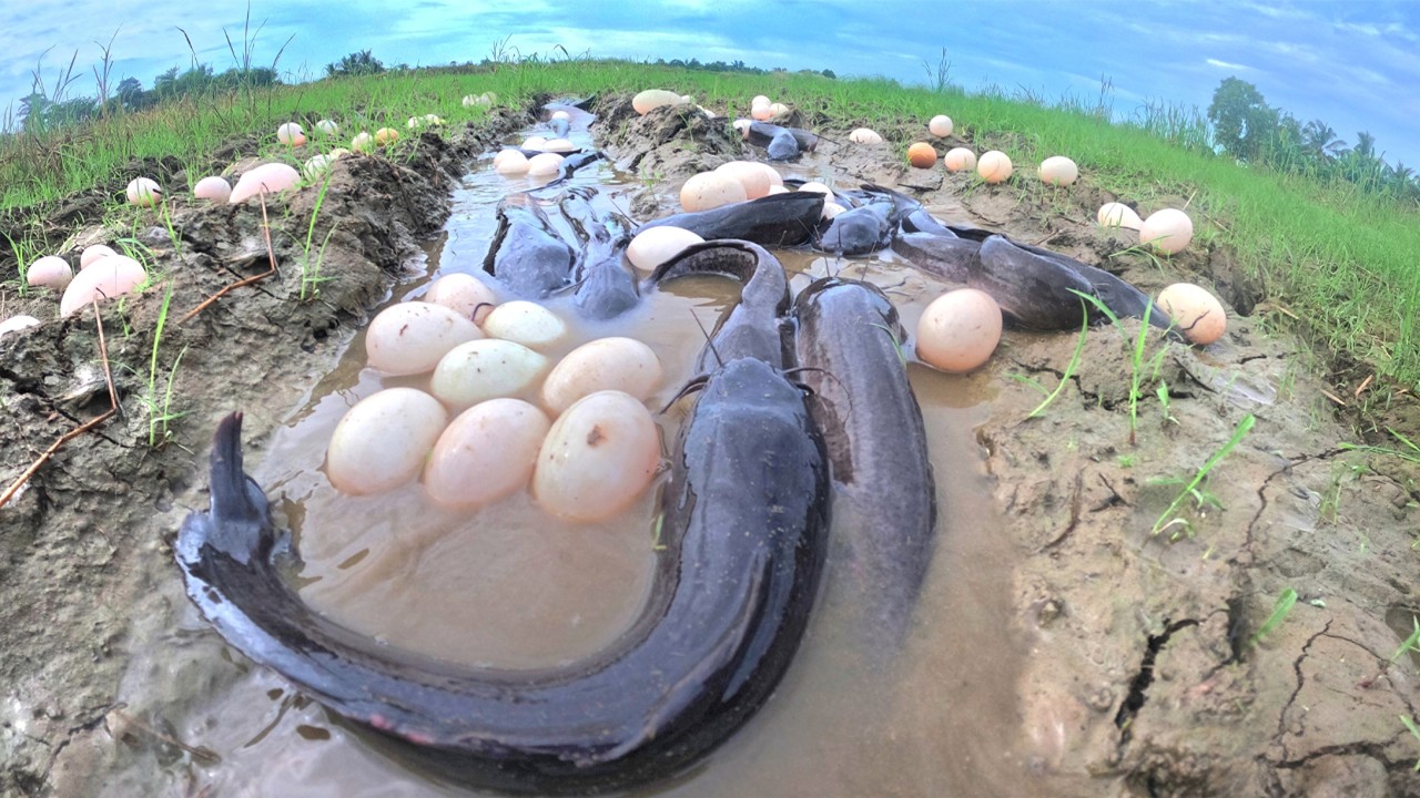 Best Hand Fishing - Amazing catch a lot of fish and pick eggs in rice field near village