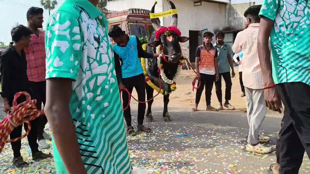 Jallikattu kalli more kalli 
