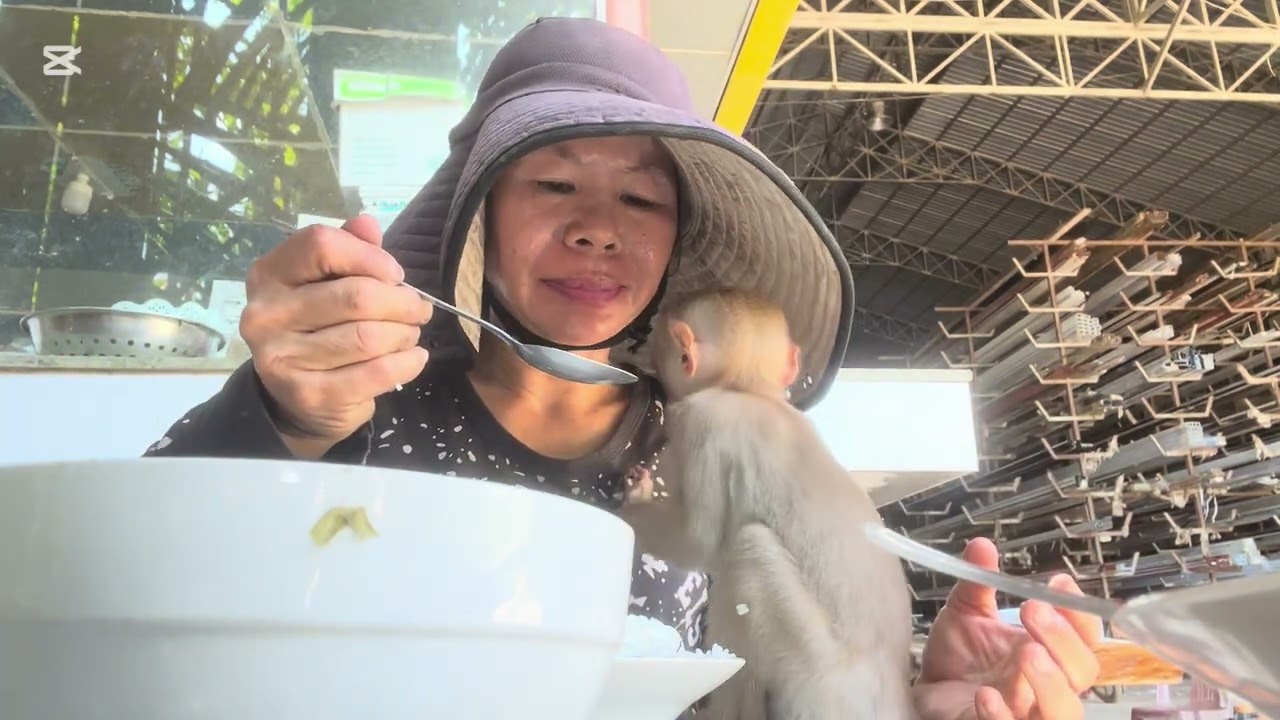 Mary eats rice #monkey #animals #asmr