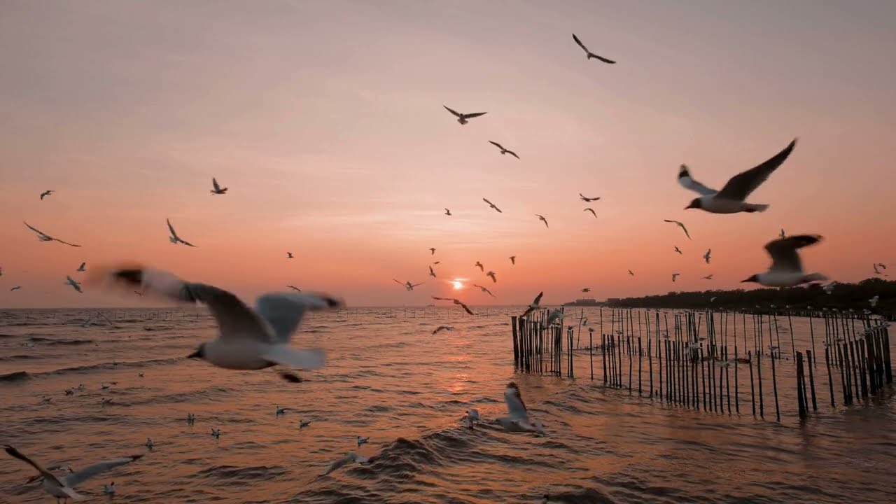 Seagulls at Sunset 🌅 Calming Music to Escape Stress & Quiet the Mind
