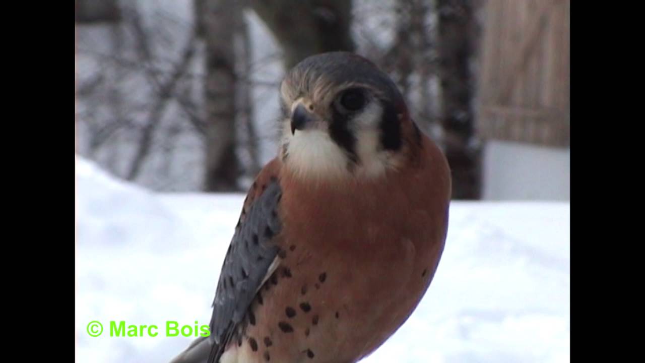 Crécerelle d'Amérique/American Kestrel