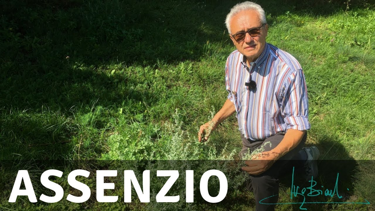 Assenzio, pianta di stimolo dell'Appetito e della Vitalità Mentale