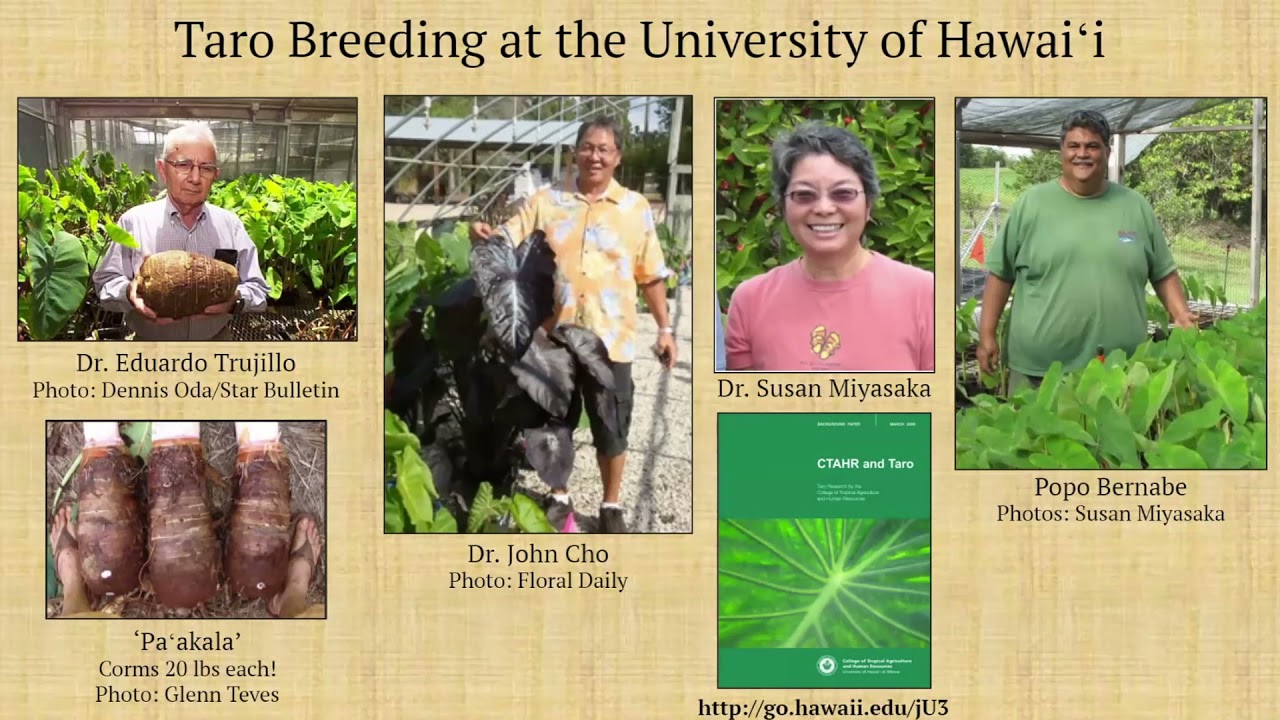 Breeding Taro & Sweet Potatoes