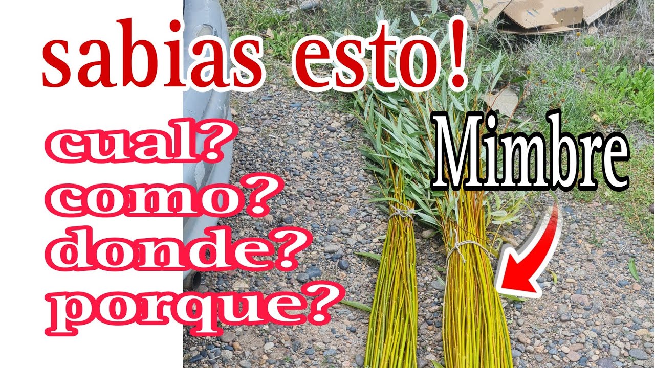 MIMBRE,, CUAL SIRVE? COSECHA Y TODOS LOS CONSEJOS Y CONSULTAS. #canasta #artesanal #diy