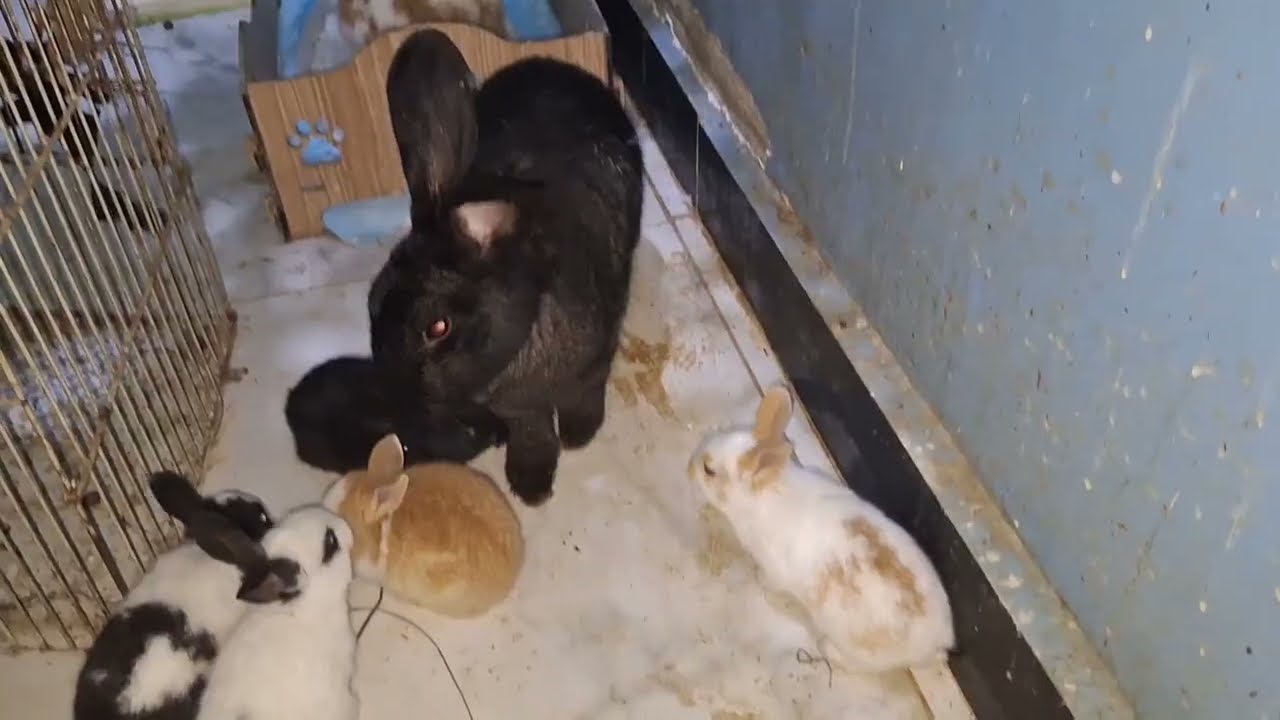 Hamster Schnüffel frei im Zimmer für immer. Geht das gut? 