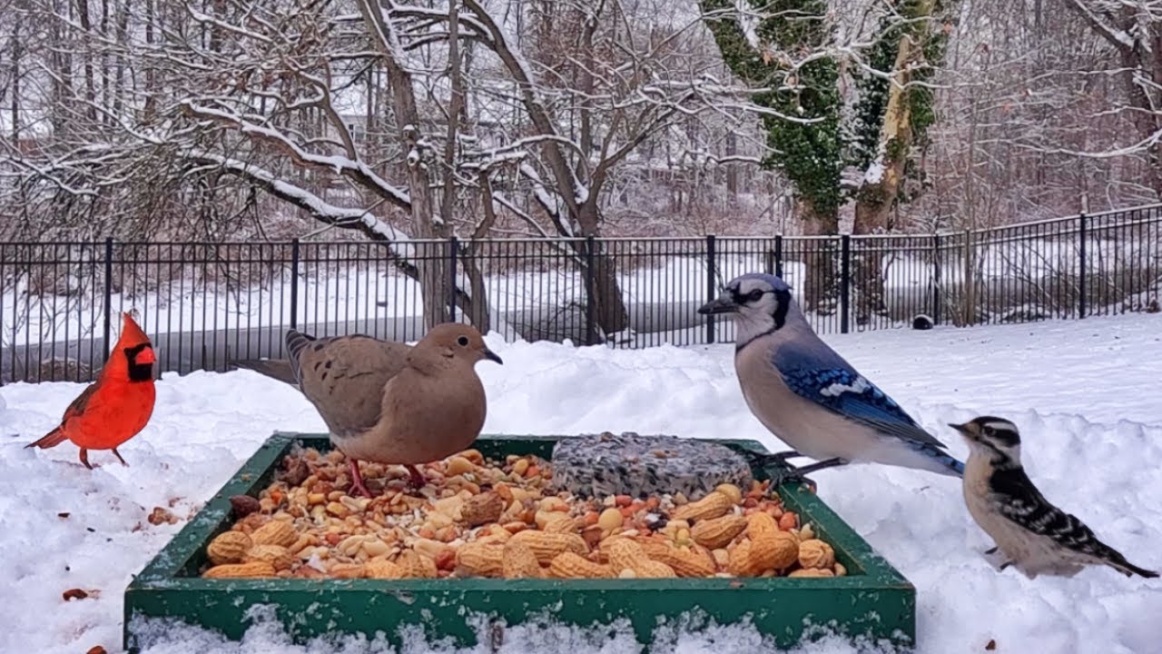 🔴 LIVE: 24/7 Winter Bird Feeder ❄️ Blue Jays,  Cardinals, Woodpeckers, Juncos & More 🐦 Cat TV