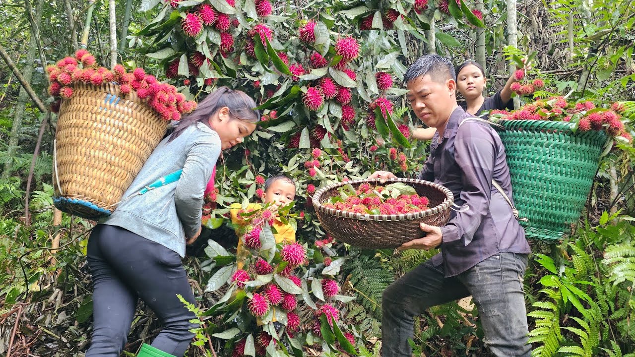 Harvest rambutan to distribute to villagers, scarce feed for sale piglets, cooking | Hà Tòn Chài