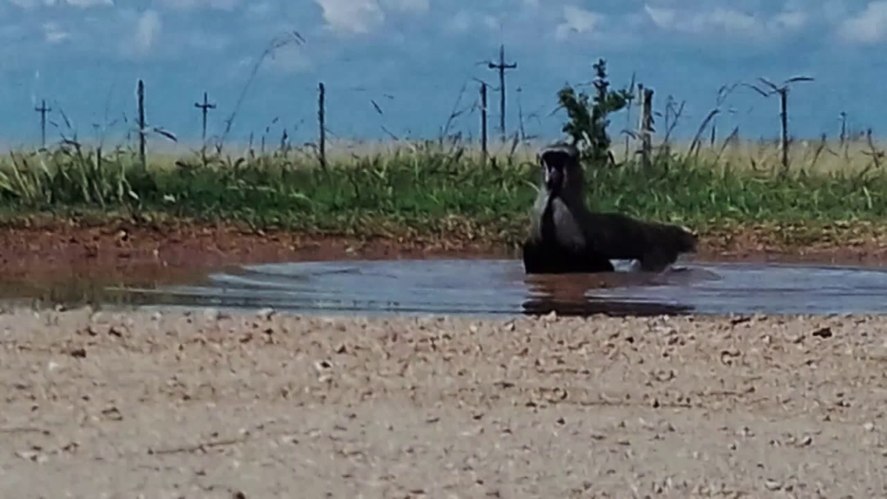 👍😉  El Tero: Ave zancuda. Aqu&iacute; lo vemos dandose una ducha en un charco bajo 40 grados de temp.. .