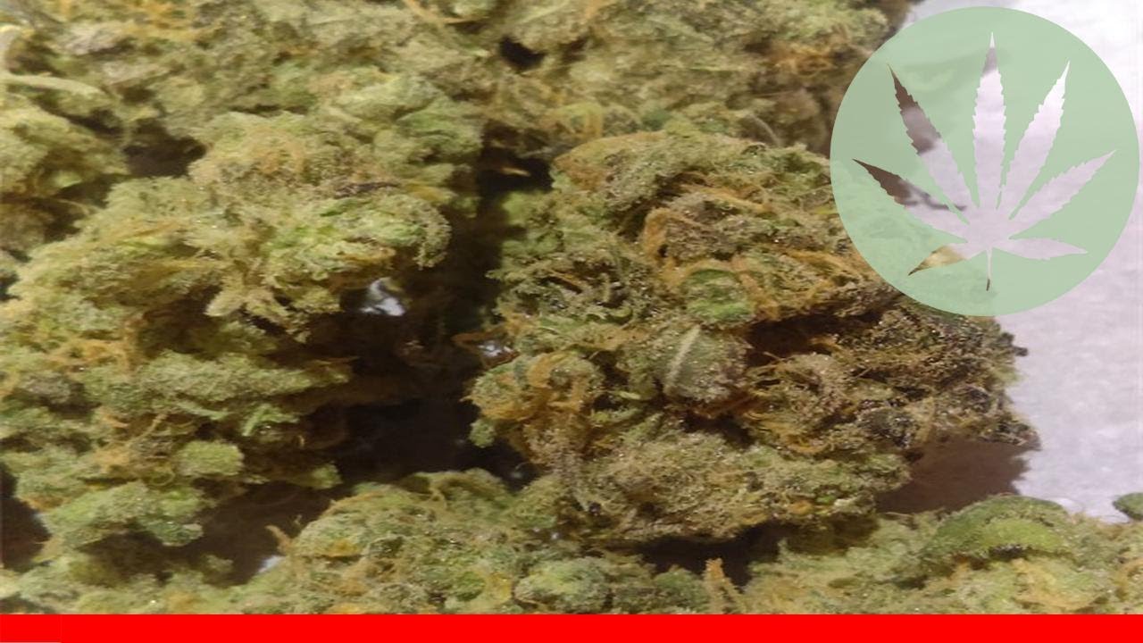 9 Lb Hammer - All About This Strain
