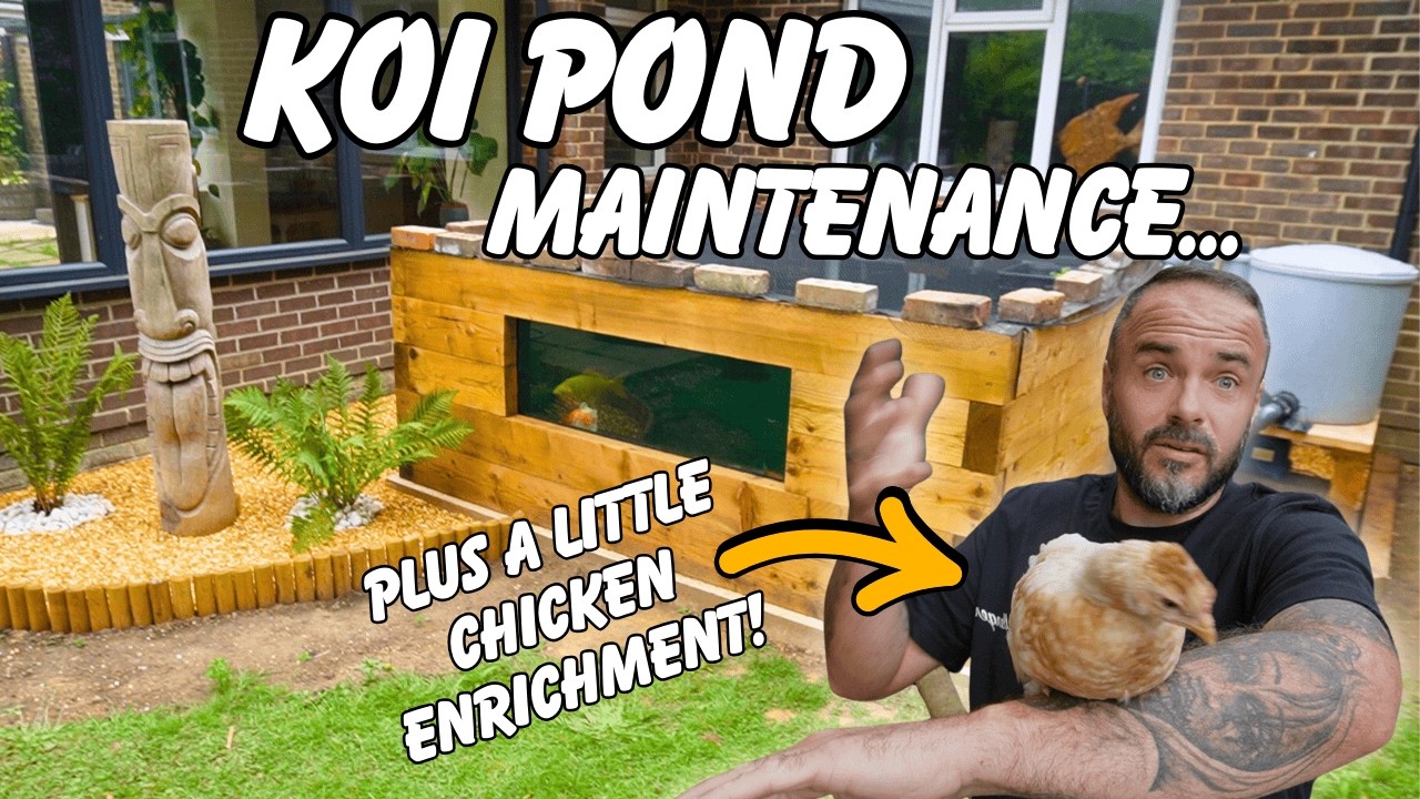 Koi Pond Care & Weekly Maintenance + Backyard Chicken Coop Enrichment.