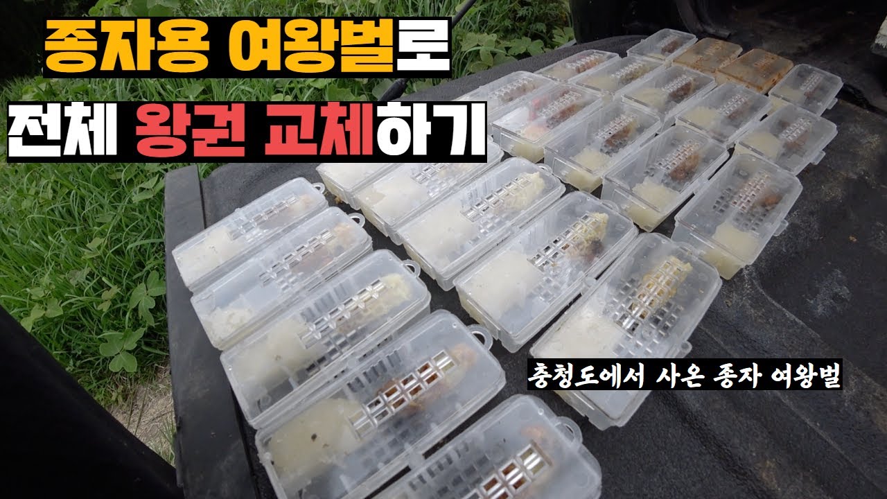 양봉장 여왕벌 전체 없애고 관리받은 종자 여왕벌로 교체시키기