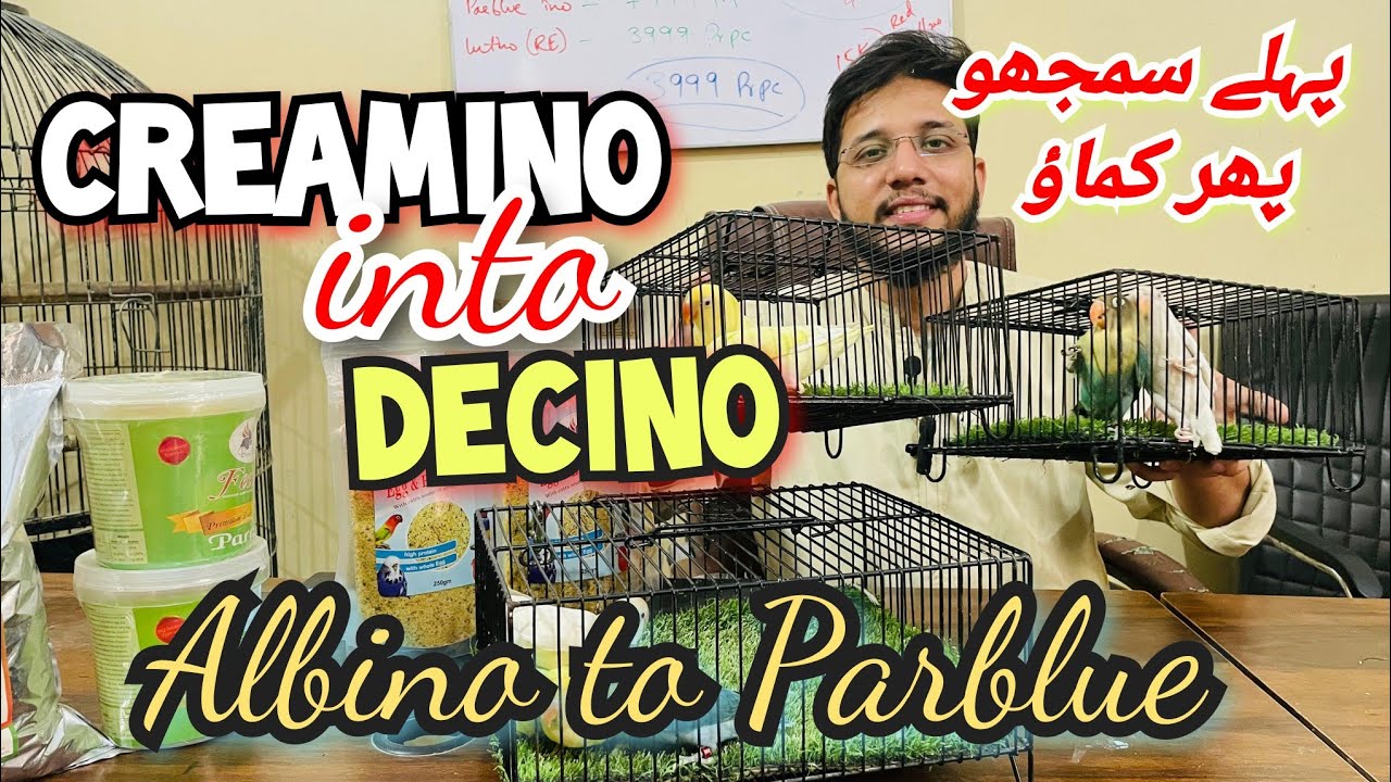 Creamino inot decino pairing | pehly smjho phir kamao | albino to Parblue lgao
