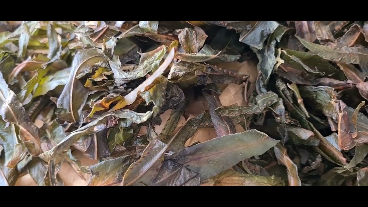 LE POUVOIR DES FOUGÈRES DES PALMIERS 🌴