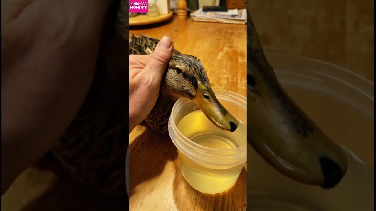 kindness duck 🦆 dramatic frozen lake rescue story #kindness #duckrescue #shorts