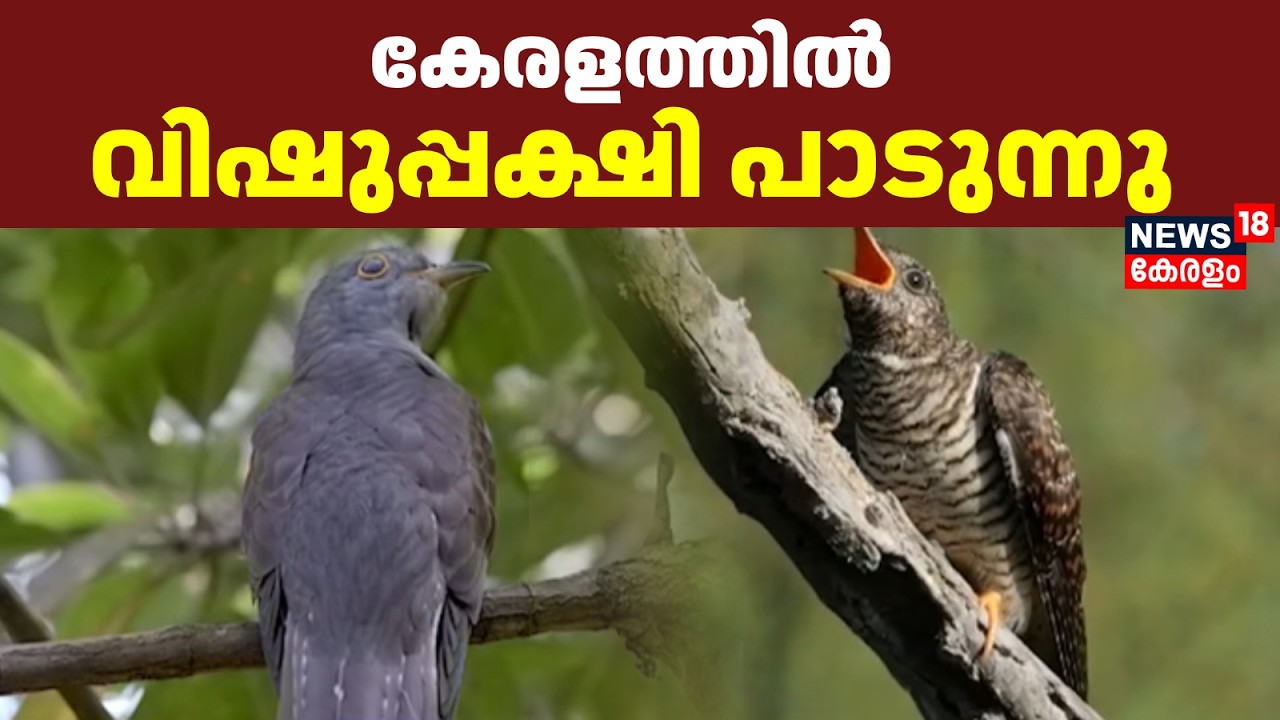 കേരളത്തിൽ വിഷുപ്പക്ഷി പാടുന്നു | Vishu 2026 | Indian Cuckoo | Kerala Vishu Celebration 2026