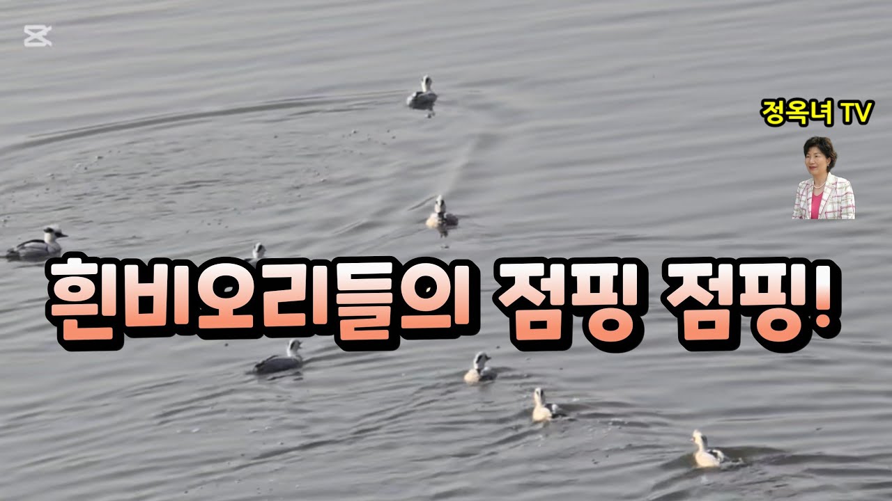 흰비오리들의 점핑점핑!