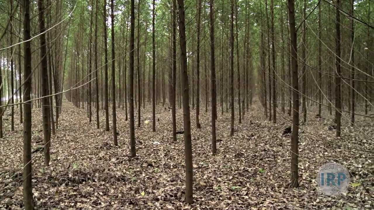 Indonesia's Vanishing Forests