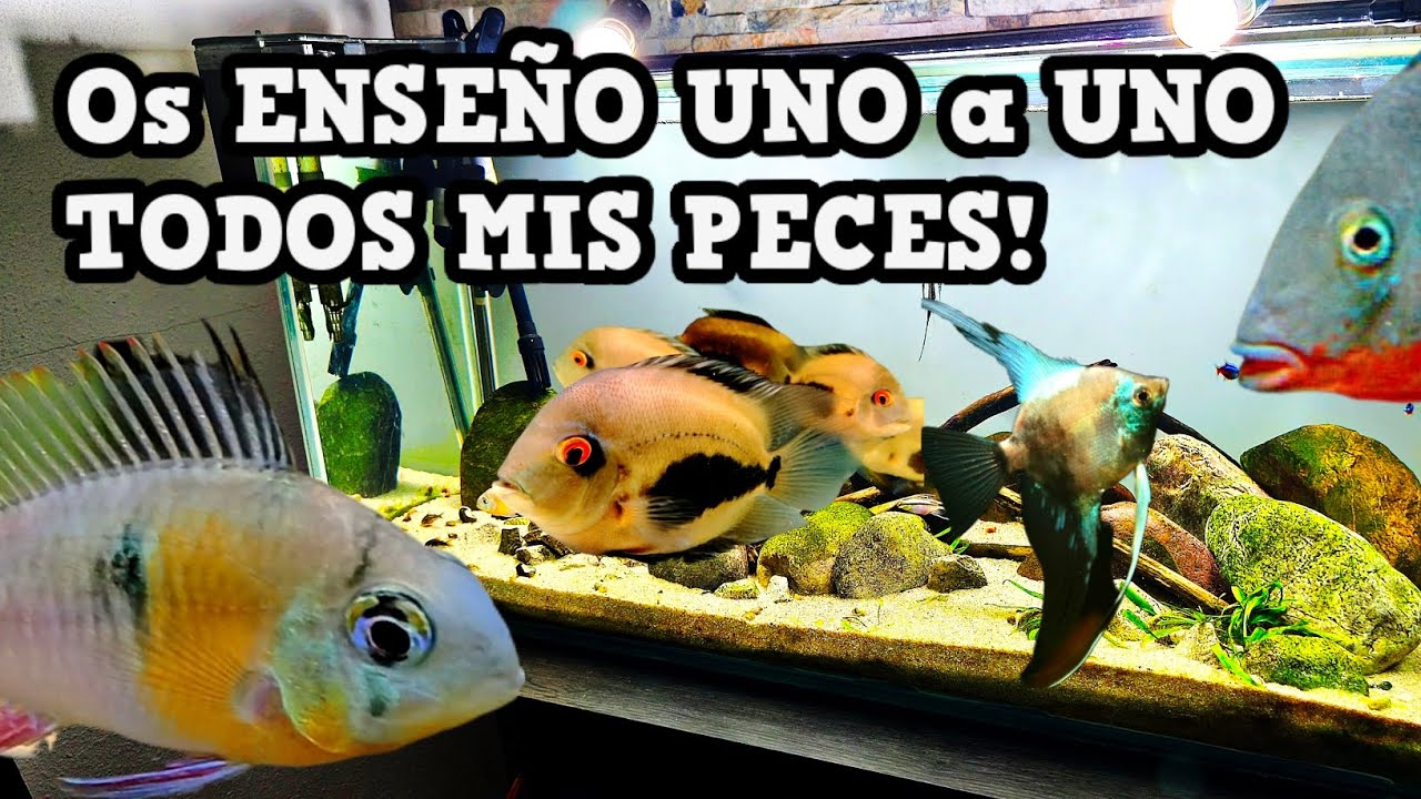 Resumen Acuario AMAZONICO N°36 /Ideas  para Elegir PRÓXIMO PEZ para tu ACUARIO!