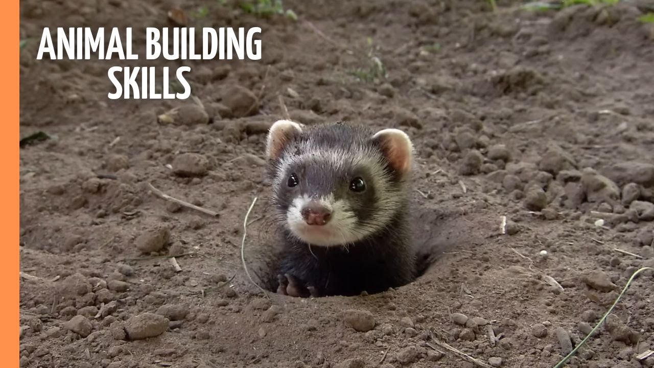 Animal building skills | Full Documentary
