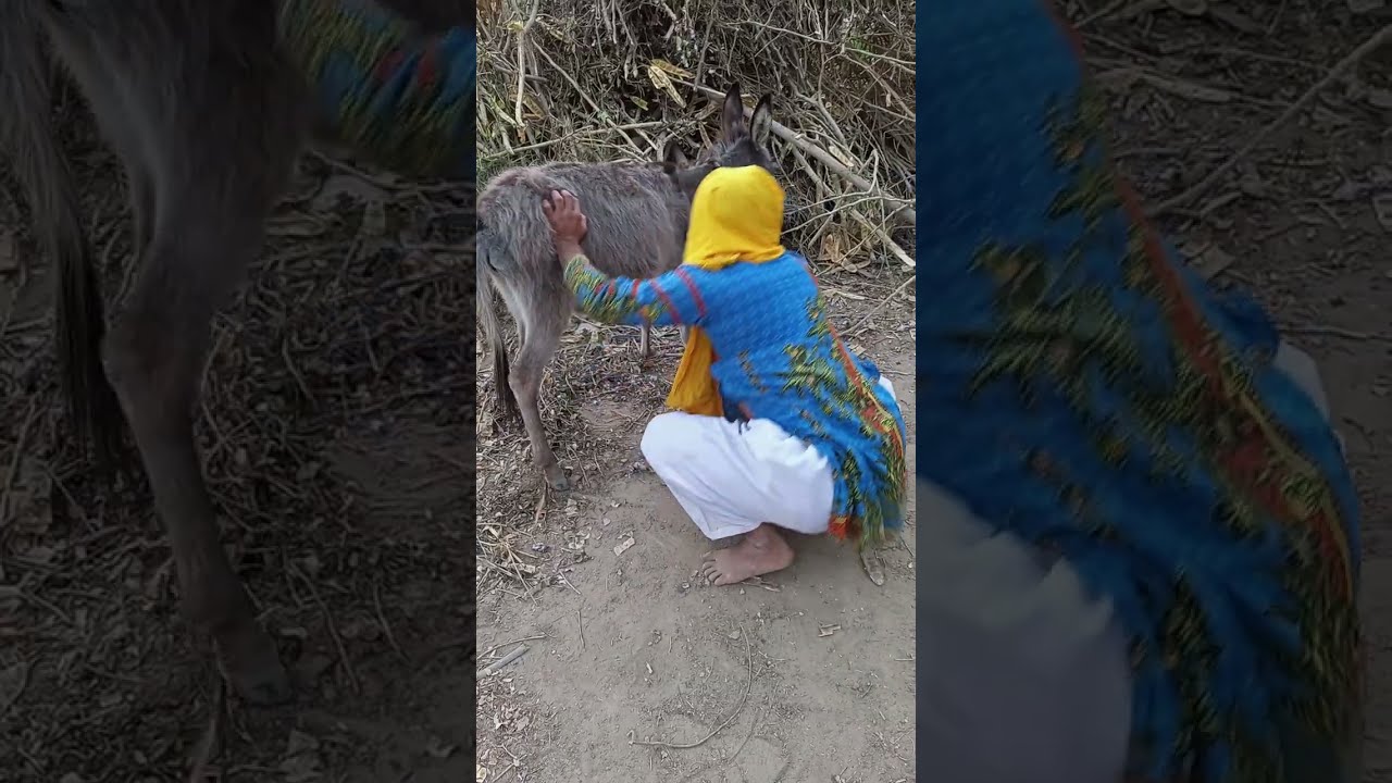 My new funny donkey video 🤣😂😆