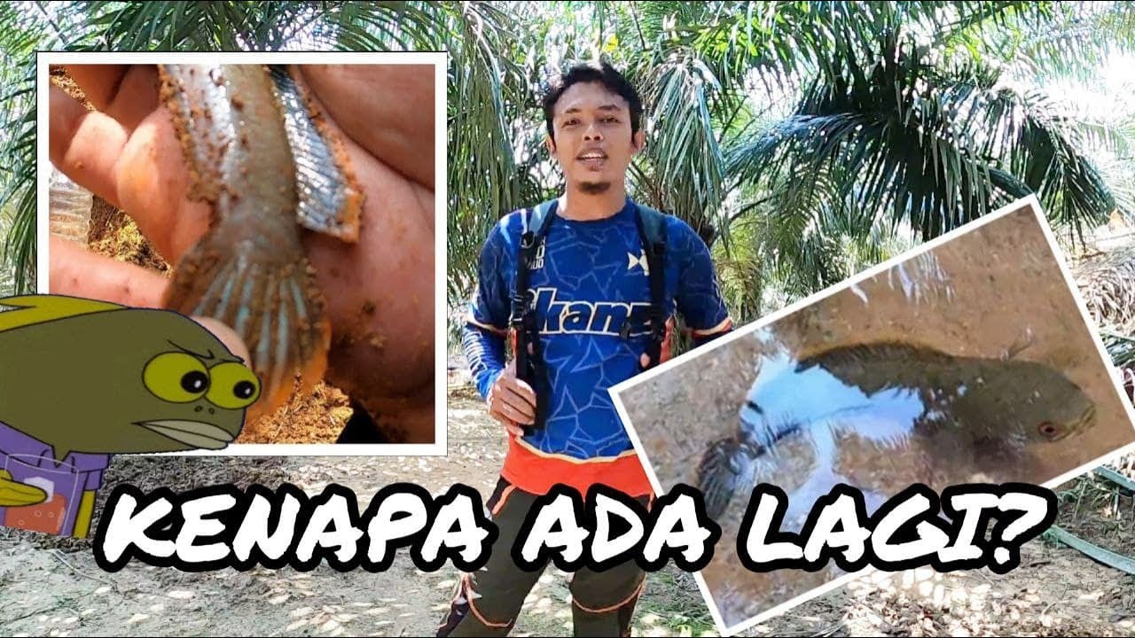 Memancing Channa Limbata. [Jalan Jalan Cari Spot Baru] EP7