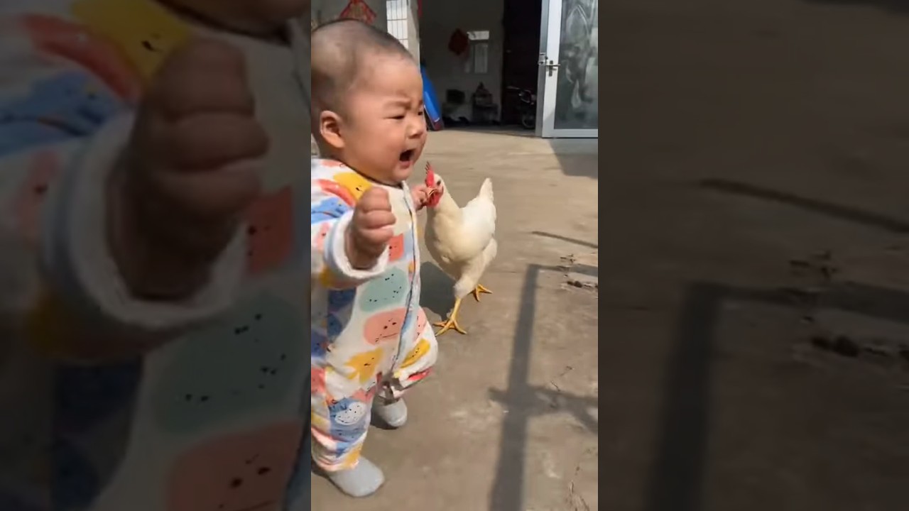 Moments You Can't Miss Pure Vibes OnlyWatch Till the End!😲🐓🐔🐔#viral#shorts