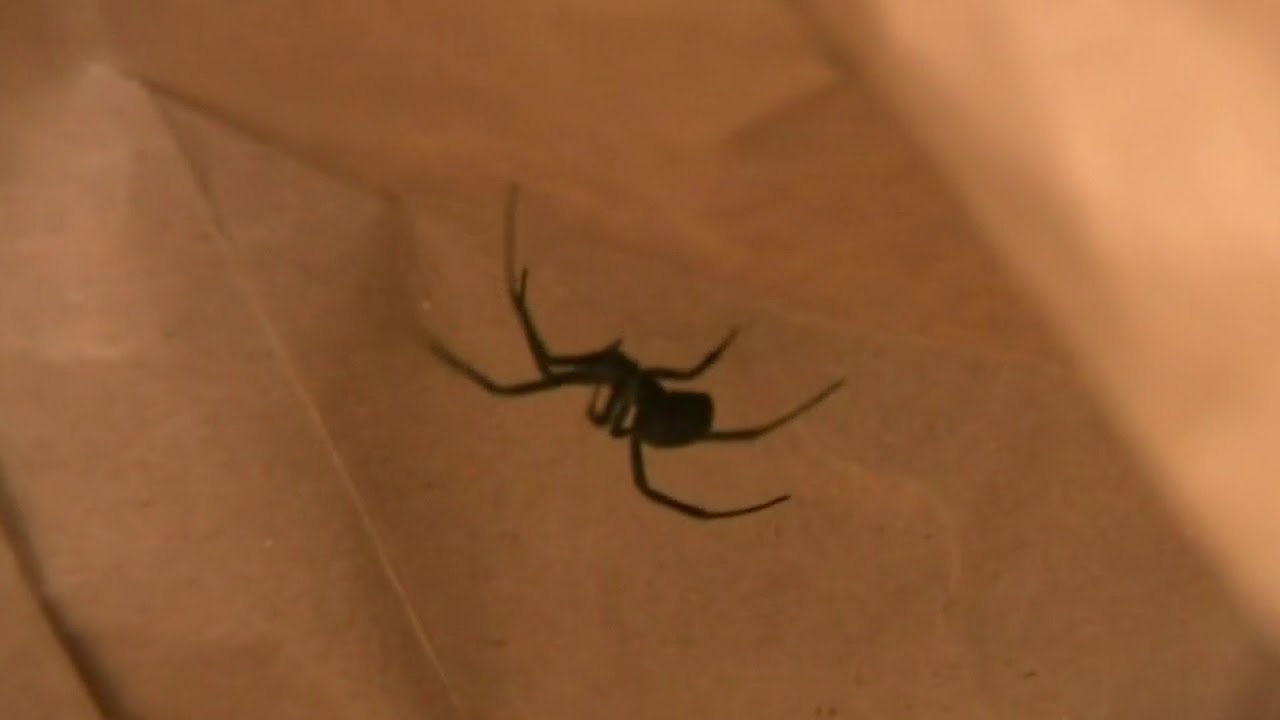 Milford Couple: Black widow spider found in grapes