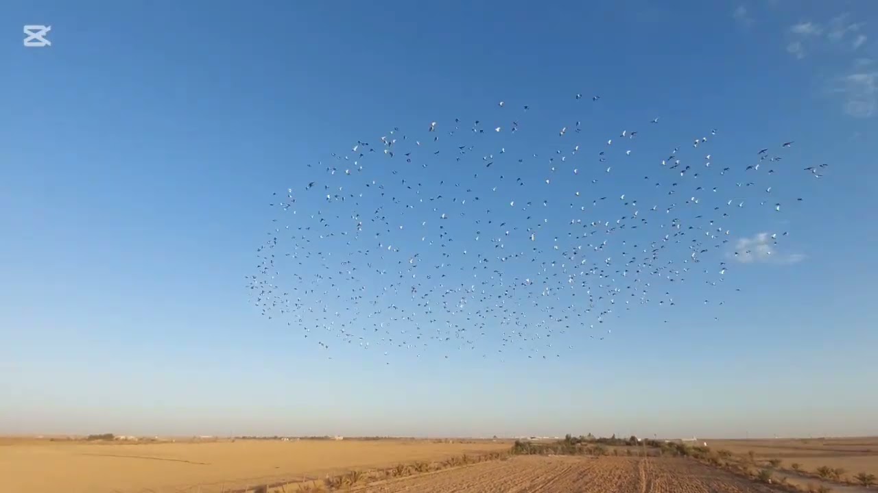حمام الزاجل هواية الملوك من نقطة النجف الدولية 