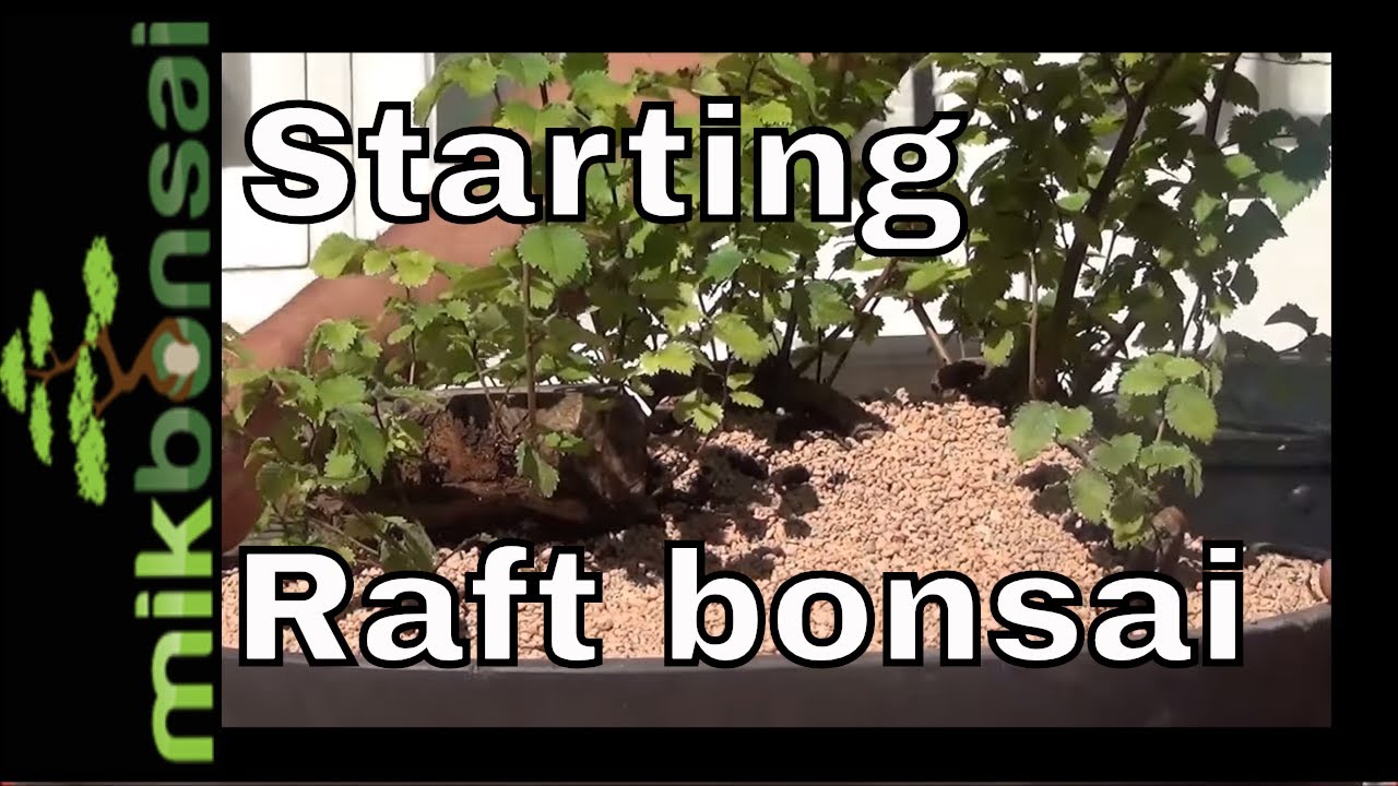 How to grow raft style bonsai; Grow more Bonsai Trees | raft and broom styles | mikbonsai Part 2