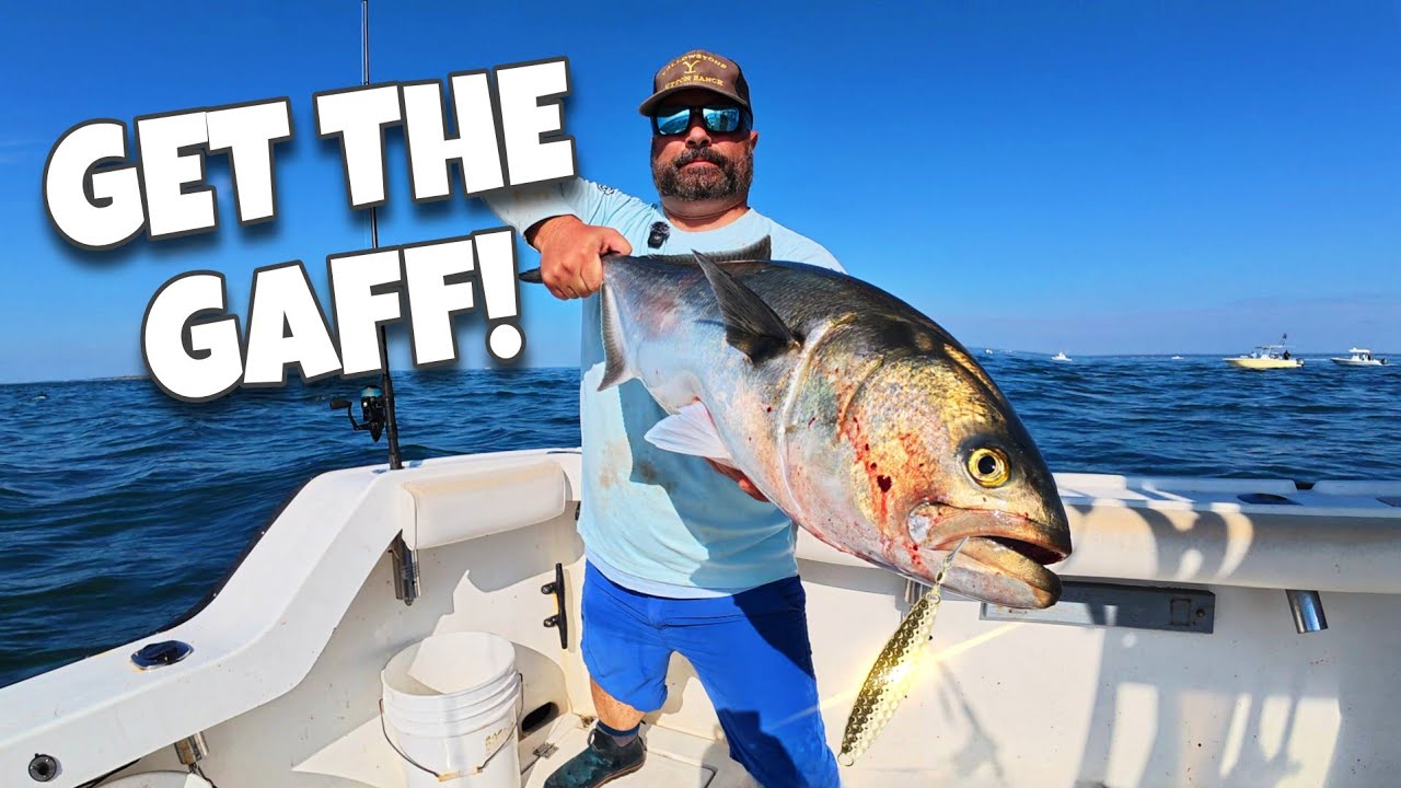 These Fish BITE! Gator Bluefish at the Race!