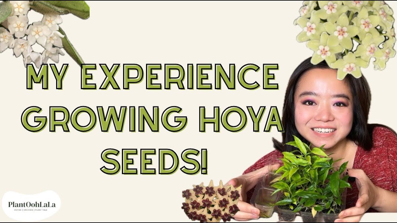 I Tried Growing Hoya Seeds… Here’s What I Learned