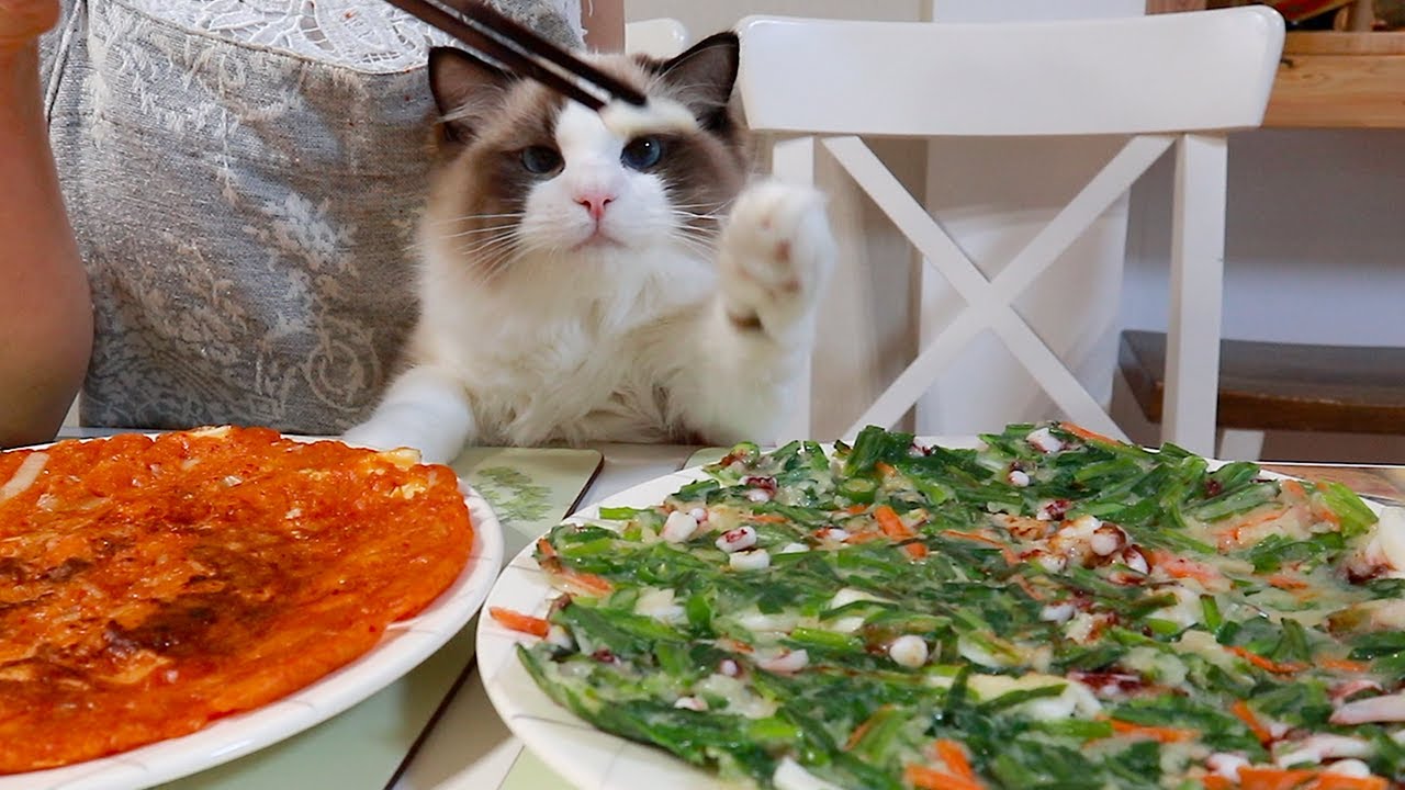 비 오는 날, 부침개 부쳐 먹고 고양이랑 놀아요!