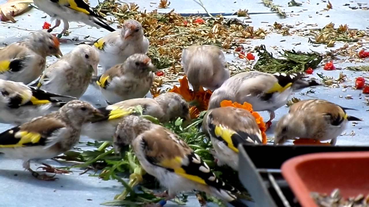 goldfinch 2013