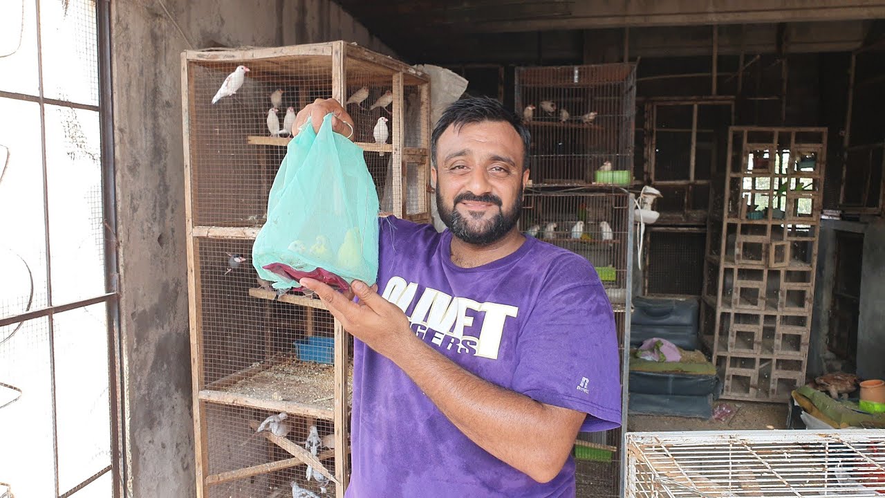 Budgies Parrot 1st Breed Going to New Home Sj Budgies Parrot Farm in Lahore Sj pets Lover 