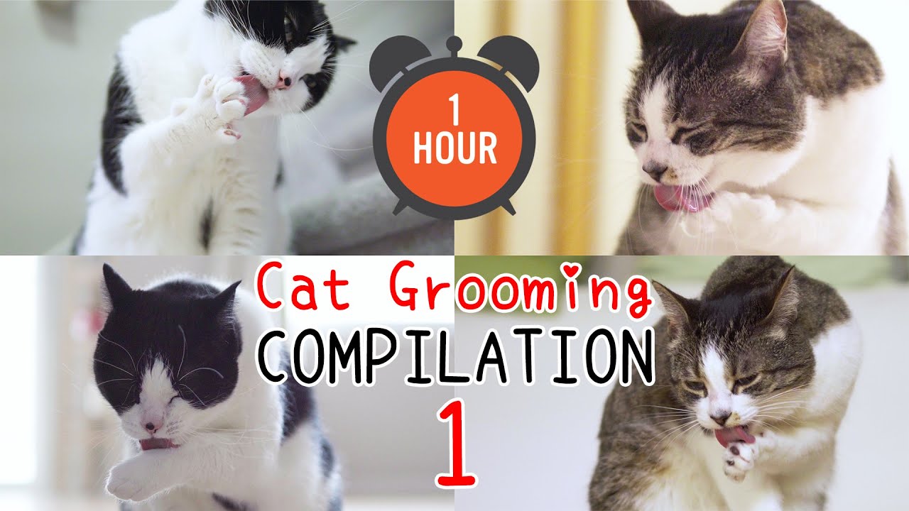 [ONE HOUR] 🎧 ASMR Cat Grooming Compilation | Curry Sugar Meow