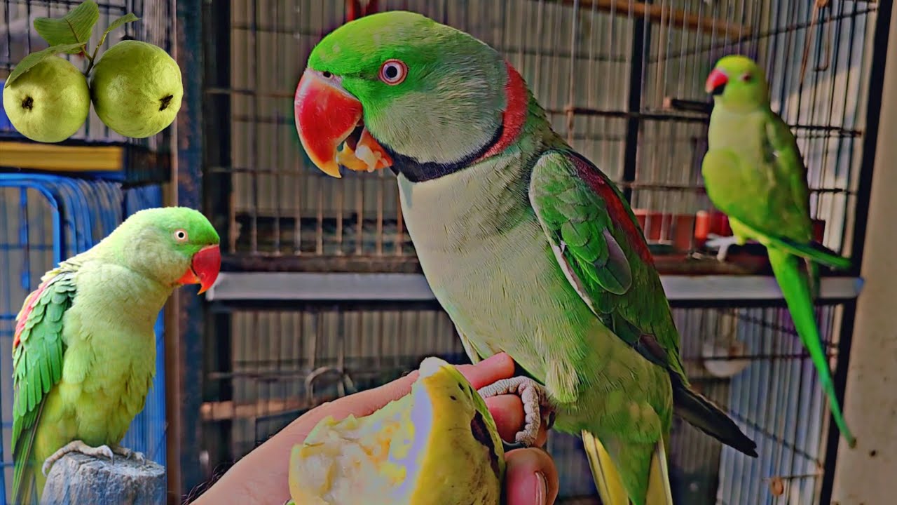 RAW Parrot Eating Guava 🍈🦜|| full friendly NO🚫 bite||#RawParrot#Guava #BirdVideo #NatureSounds 