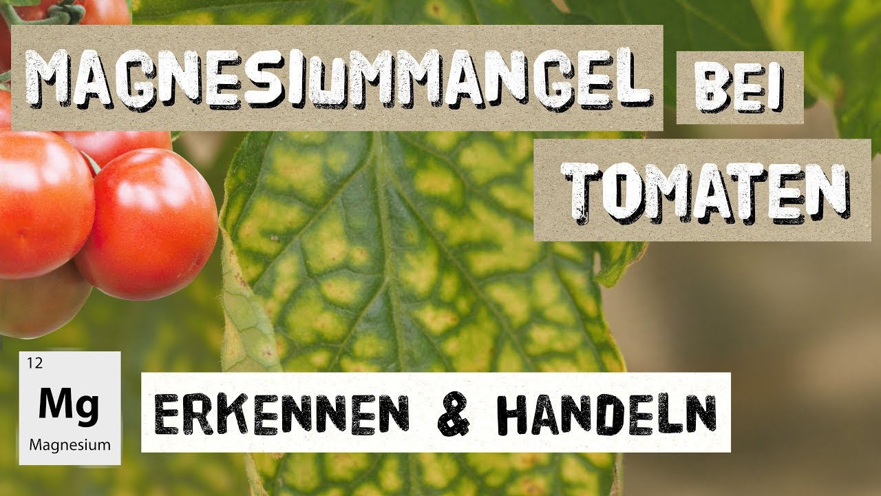Magnesiummangel bei Tomaten - Erkennen und Handeln - Expertenwissen